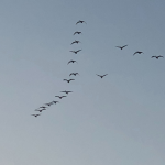 photo of geese flying against a dark blue sky that lightens toward the bottom