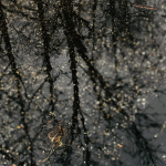 photo of bare tree branches reflected in a dark puddle of water