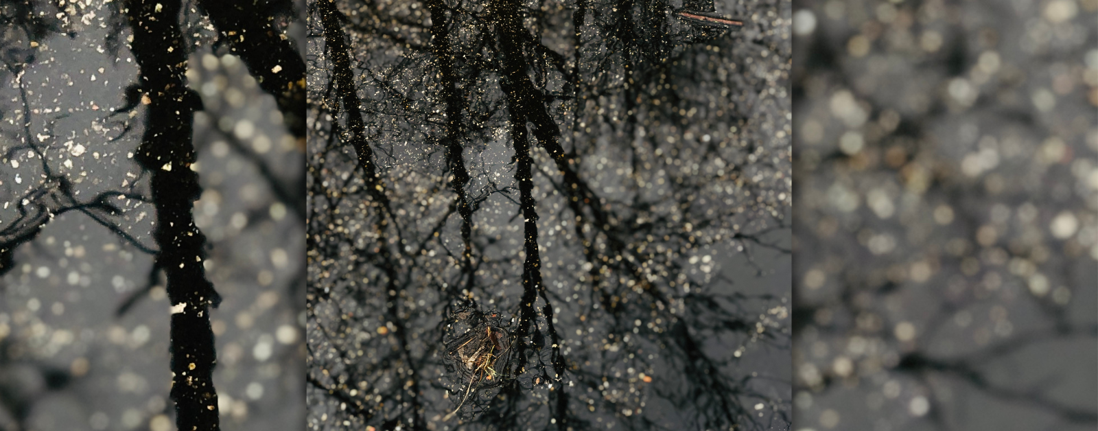 photo of bare tree branches reflected in a dark puddle of water
