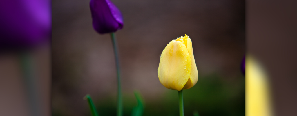 dark-tinted photo of a purple and a yellow tulip