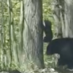 photo of a mama bear and cubs in woods
