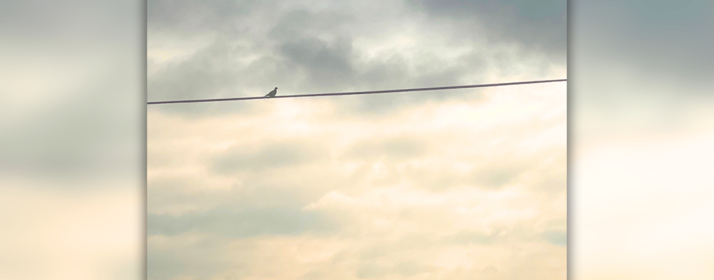 Photo of a bird sitting on an electrical wire silhouetted against a dark, cloudy sky