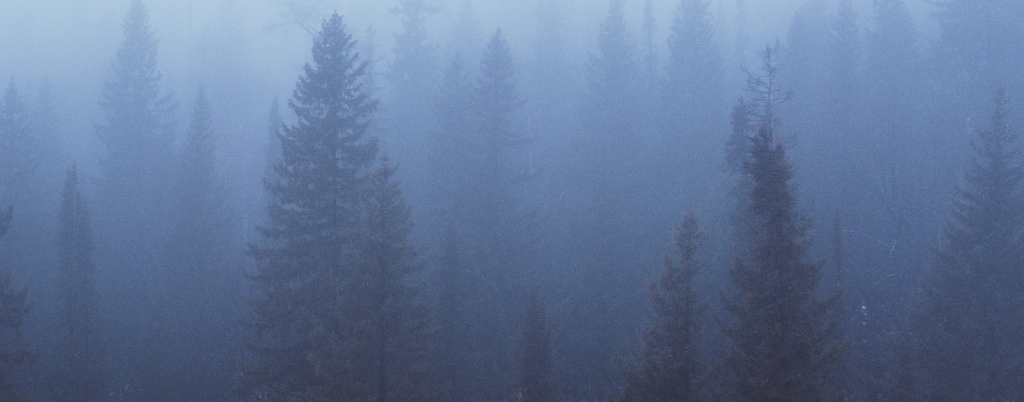 foggy winter forest