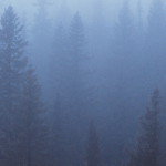 foggy winter forest