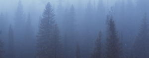 foggy winter forest