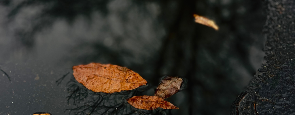 dark puddle with autumn leaves and bare branches reflected