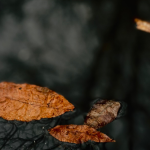 dark puddle with autumn leaves and bare branches reflected