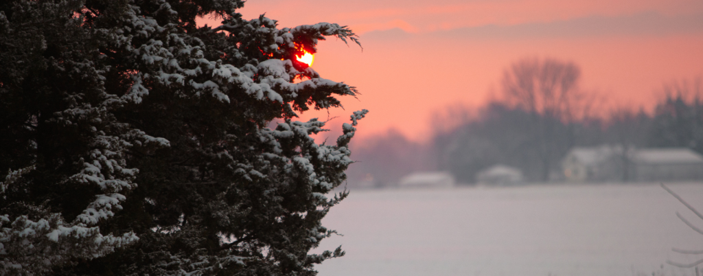 snow-covered cedar tree with a pink sunrise and snowy field in the background