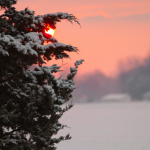 snow-covered cedar tree with a pink sunrise and snowy field in the background