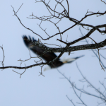 photo of a blurred eagle in flight with tree branches in focus