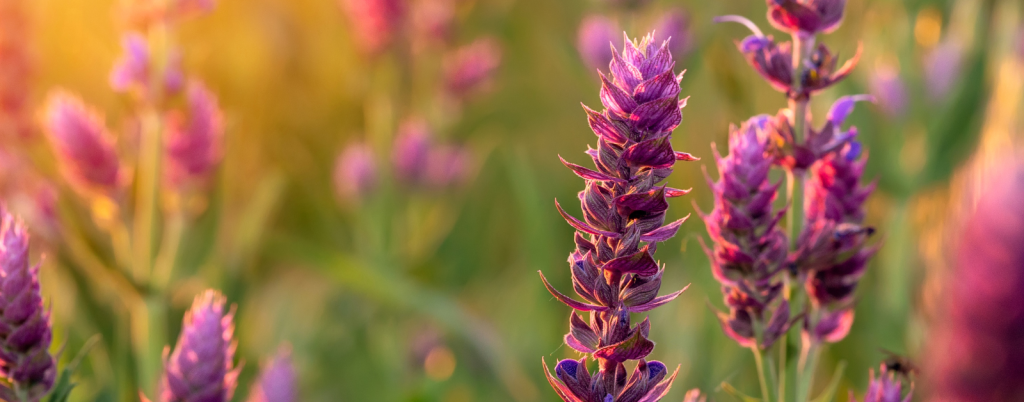 evening sun shining on pink flowers