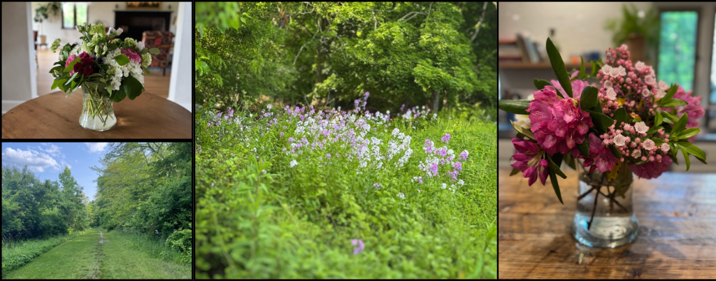 collage of flowers and nature