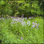 collage of flowers and nature