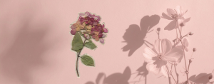 flower sticker on a pink flower shadow background