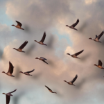 A muted blue sky with a flock of birds flying in formation across the frame.