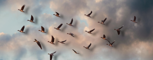 A muted blue sky with a flock of birds flying in formation across the frame.