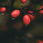 dark shot of red berries in a garden