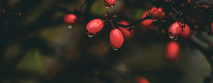 dark shot of red berries in a garden
