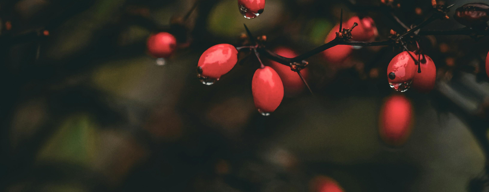 Read more about the article The Garden at Golgotha: Finding Life and Hope in the Midst of Death