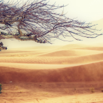 tree in an arid desert