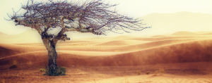 tree in an arid desert